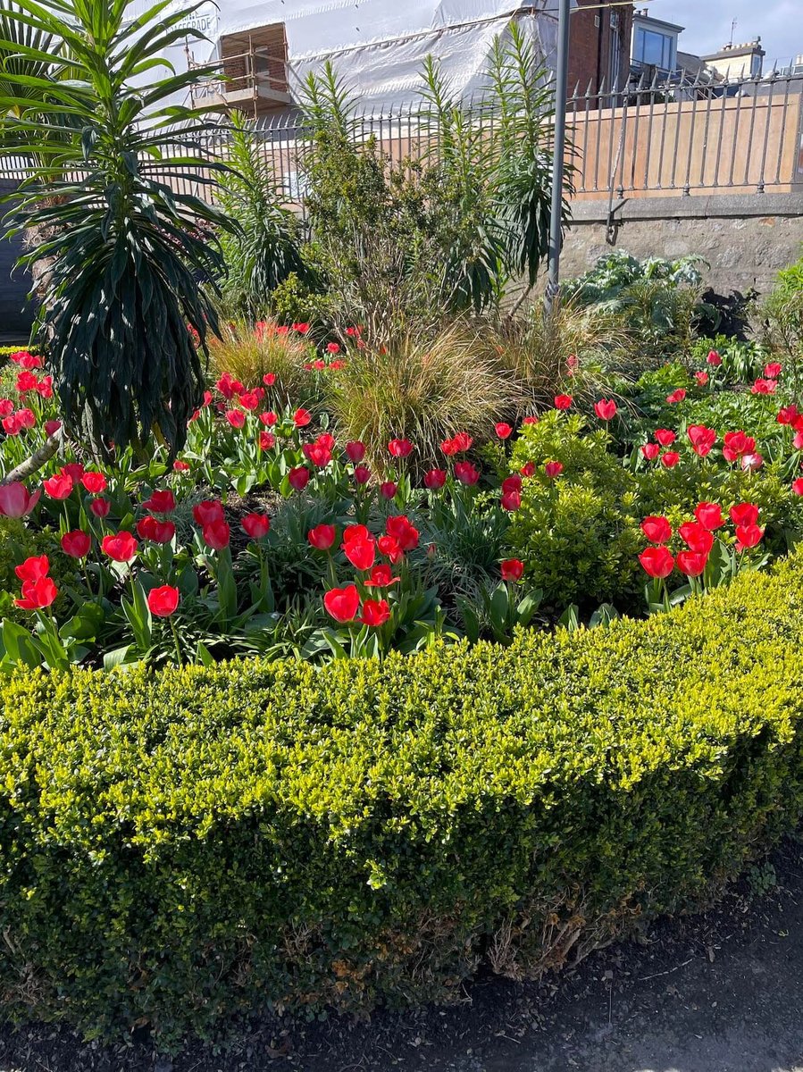 Flowers in a garden